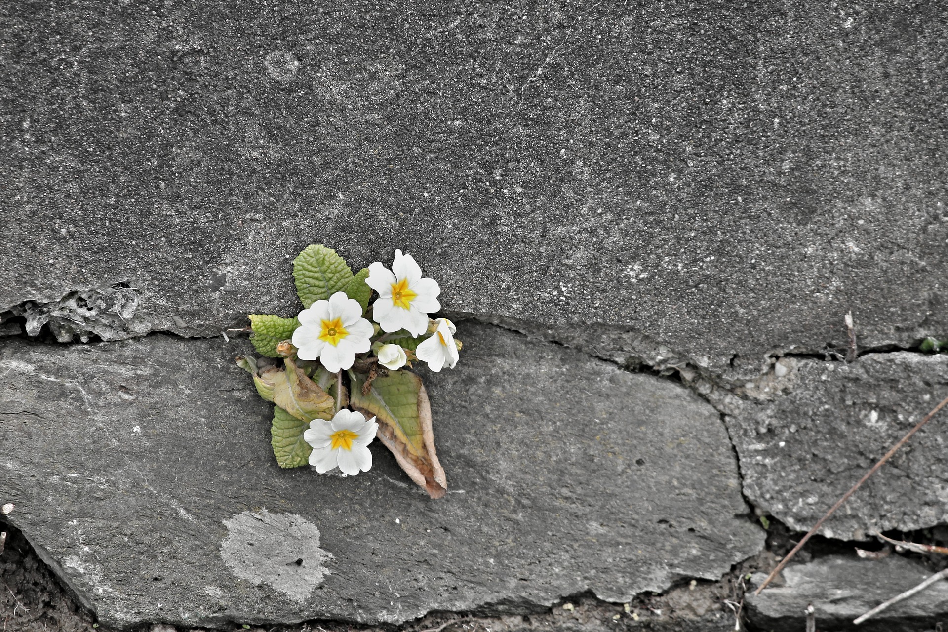 Трещин цветок. Цветок сквозь камни. Цветок сквозь асфальт. Цветок через асфальт. Цветок сквозь бетон.